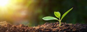 Tree sapling in dirt